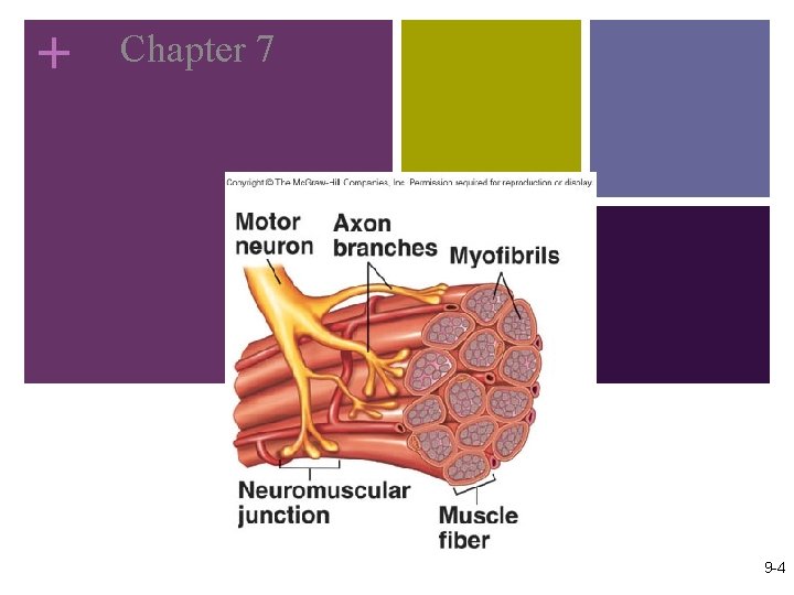 + Chapter 7 Muscular System: Histology and Physiology 9 -4 