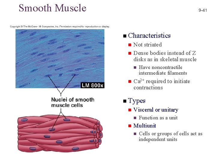 Smooth Muscle 9 -41 n Characteristics n n Not striated Dense bodies instead of