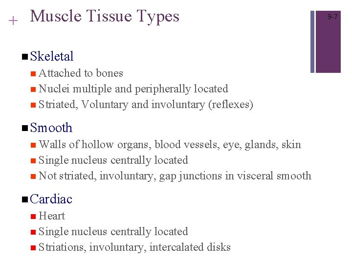 + Muscle Tissue Types n Skeletal n Attached to bones n Nuclei multiple and