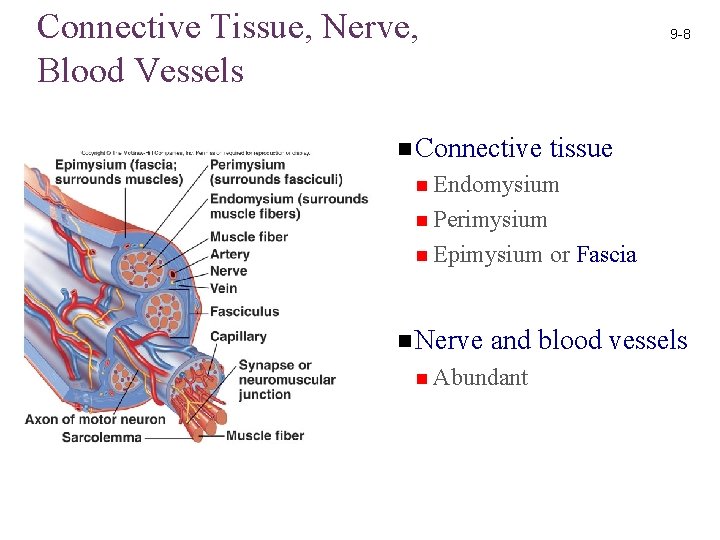 Connective Tissue, Nerve, Blood Vessels 9 -8 n Connective tissue n Endomysium n Perimysium