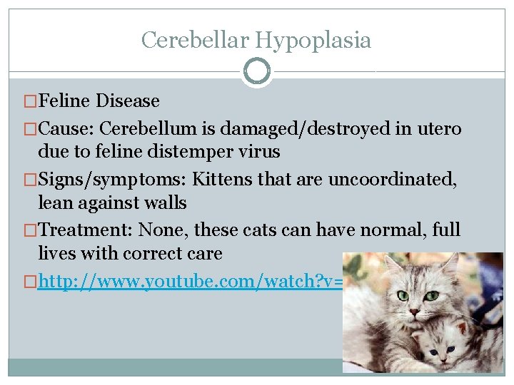Cerebellar Hypoplasia �Feline Disease �Cause: Cerebellum is damaged/destroyed in utero due to feline distemper Cerebellar Hypoplasia �Feline Disease �Cause: Cerebellum is damaged/destroyed in utero due to feline distemper