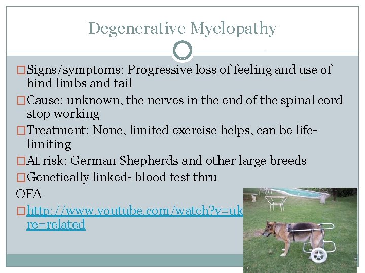 Degenerative Myelopathy �Signs/symptoms: Progressive loss of feeling and use of hind limbs and tail