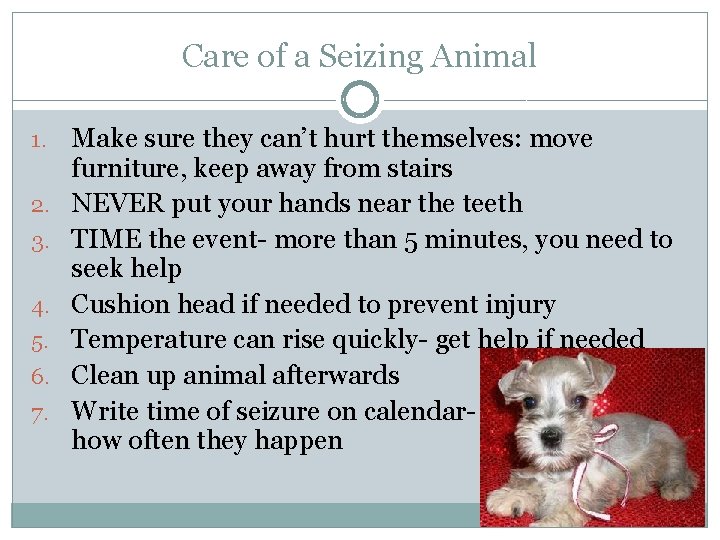 Care of a Seizing Animal 1. 2. 3. 4. 5. 6. 7. Make sure Care of a Seizing Animal 1. 2. 3. 4. 5. 6. 7. Make sure