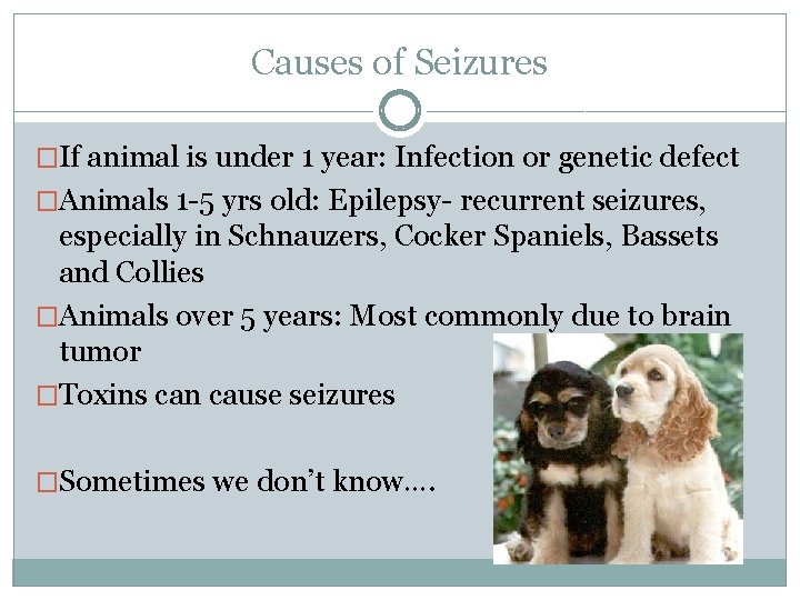 Causes of Seizures �If animal is under 1 year: Infection or genetic defect �Animals