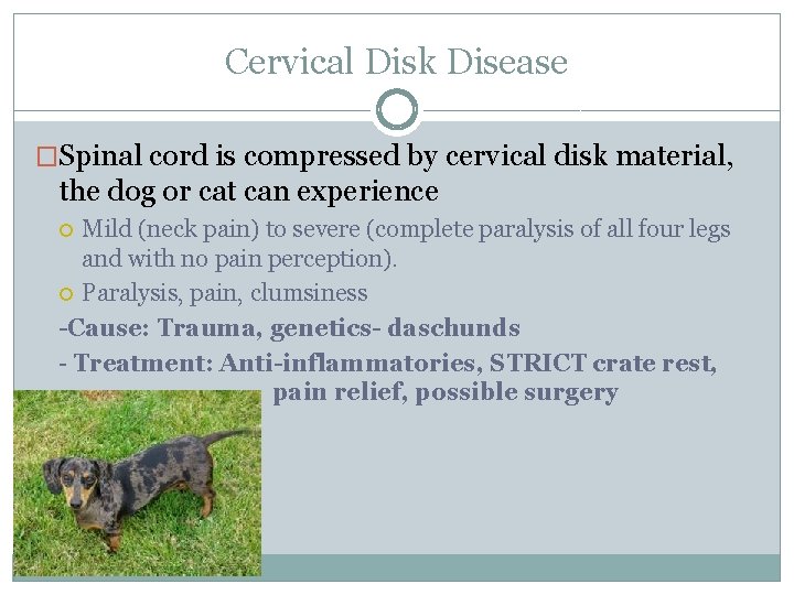 Cervical Disk Disease �Spinal cord is compressed by cervical disk material, the dog or