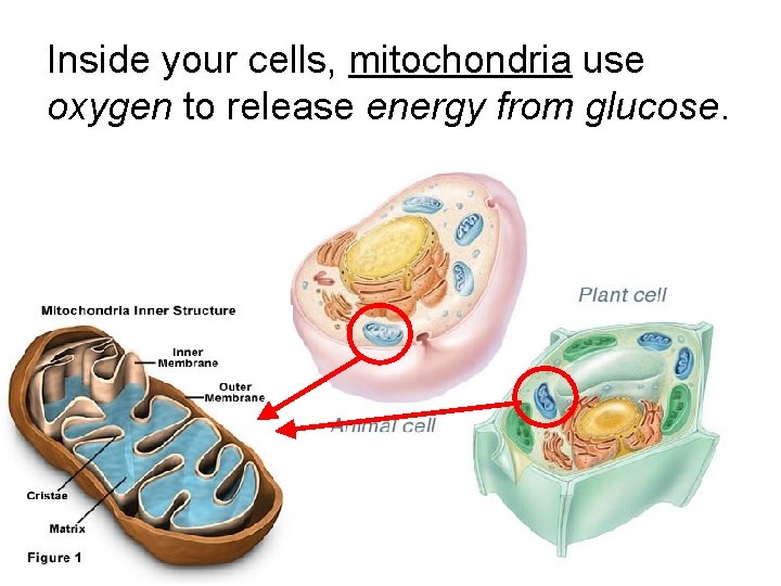 Inside your cells, mitochondria use oxygen to release energy from glucose. 10 