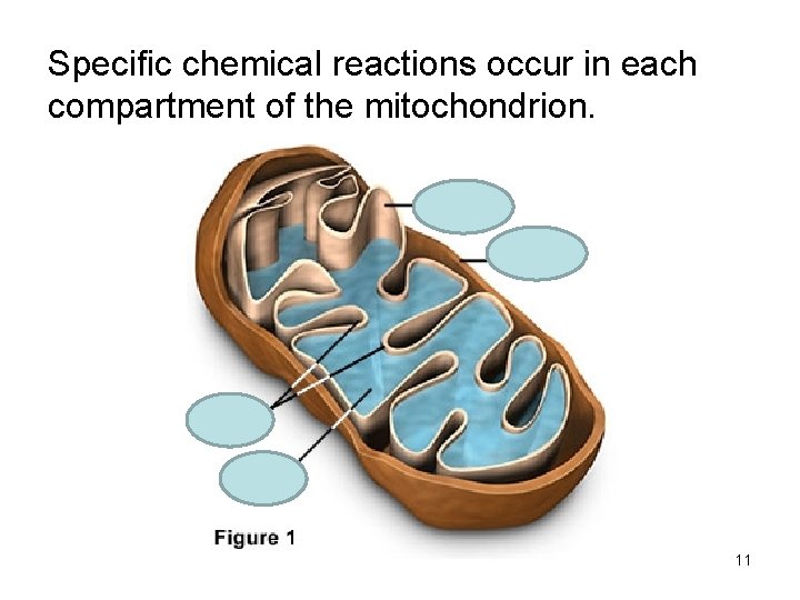 Specific chemical reactions occur in each compartment of the mitochondrion. 11 