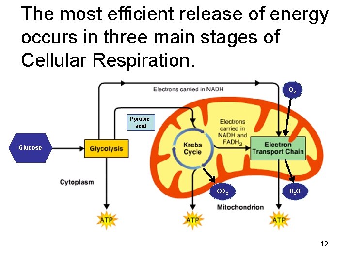 The most efficient release of energy occurs in three main stages of Cellular Respiration.