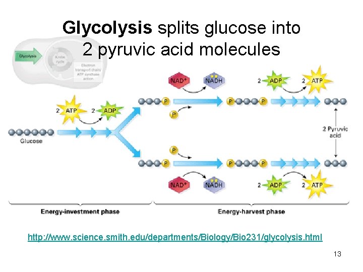 Glycolysis splits glucose into 2 pyruvic acid molecules http: //www. science. smith. edu/departments/Biology/Bio 231/glycolysis.