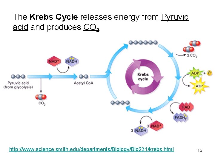 The Krebs Cycle releases energy from Pyruvic acid and produces CO 2 http: //www.