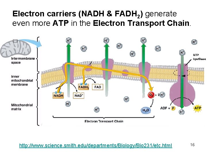 Electron carriers (NADH & FADH 2) generate even more ATP in the Electron Transport