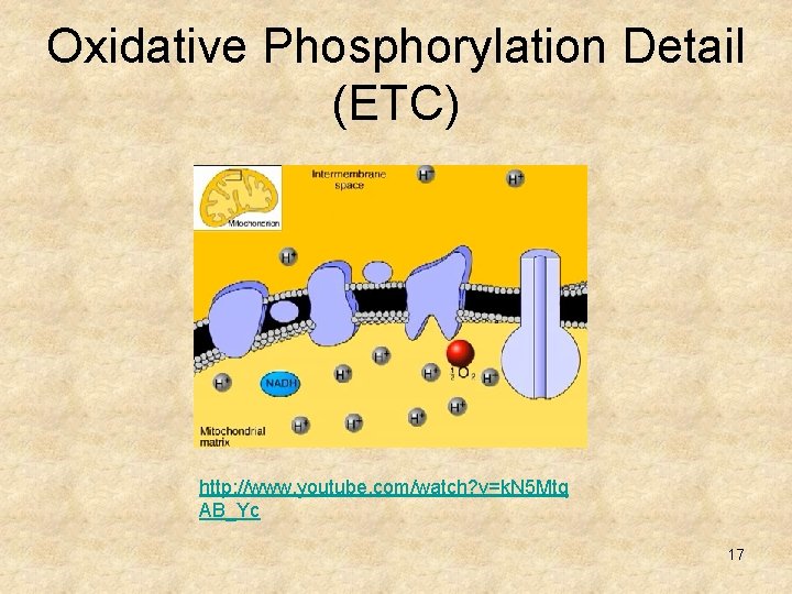 Oxidative Phosphorylation Detail (ETC) http: //www. youtube. com/watch? v=k. N 5 Mtq AB_Yc 17