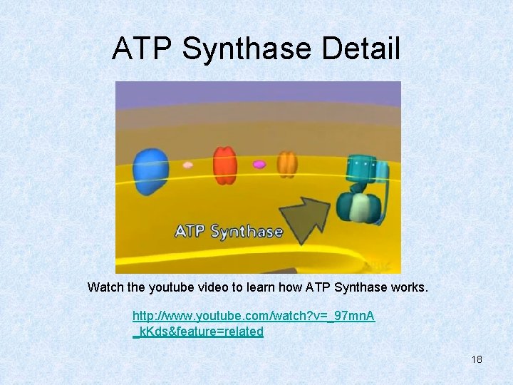 ATP Synthase Detail Watch the youtube video to learn how ATP Synthase works. http: