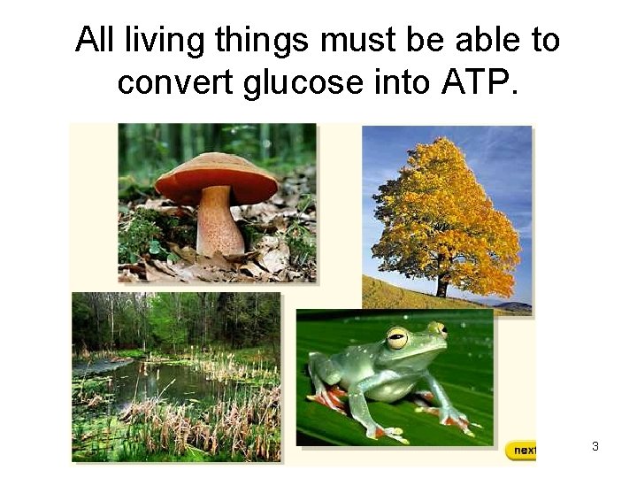 All living things must be able to convert glucose into ATP. 3 