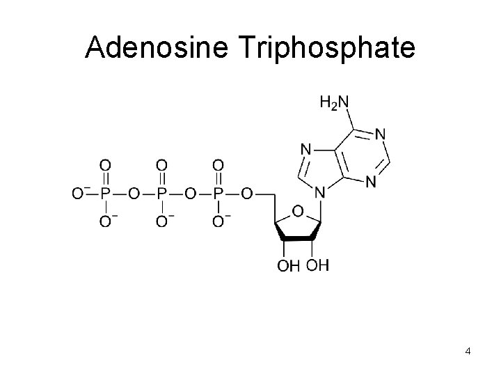 Adenosine Triphosphate 4 