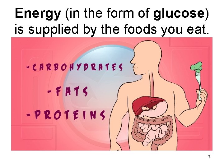 Energy (in the form of glucose) is supplied by the foods you eat. 7
