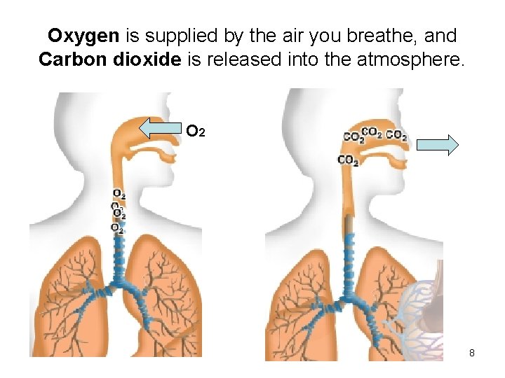 Oxygen is supplied by the air you breathe, and Carbon dioxide is released into