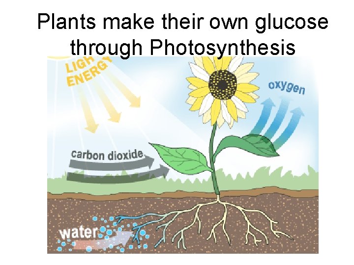 Plants make their own glucose through Photosynthesis 