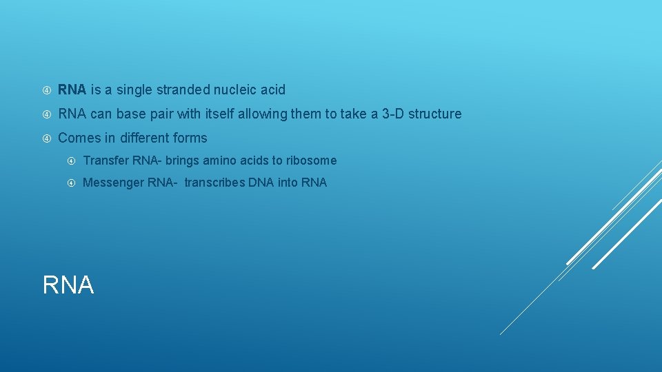  RNA is a single stranded nucleic acid RNA can base pair with itself