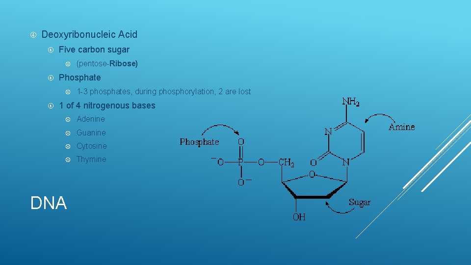  Deoxyribonucleic Acid Five carbon sugar Phosphate (pentose-Ribose) 1 -3 phosphates, during phosphorylation, 2