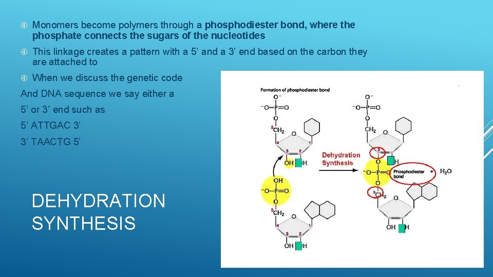  Monomers become polymers through a phosphodiester bond, where the phosphate connects the sugars