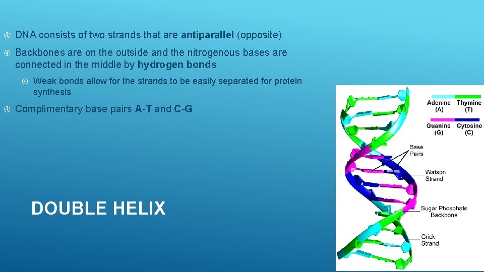  DNA consists of two strands that are antiparallel (opposite) Backbones are on the