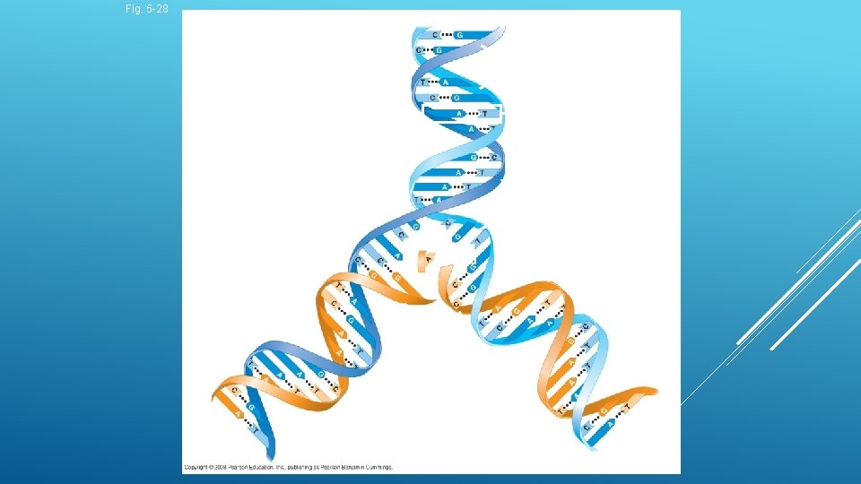 Fig. 5 -28 5' end 3' end Sugar-phosphate backbones Base pair (joined by hydrogen