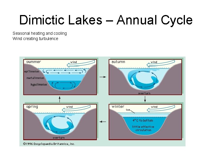 Dimictic Lakes – Annual Cycle Seasonal heating and cooling Wind creating turbulence 