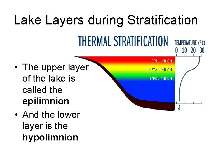Lake Layers during Stratification • The upper layer of the lake is called the