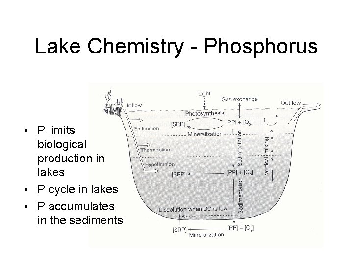 Lake Chemistry - Phosphorus • P limits biological production in lakes • P cycle