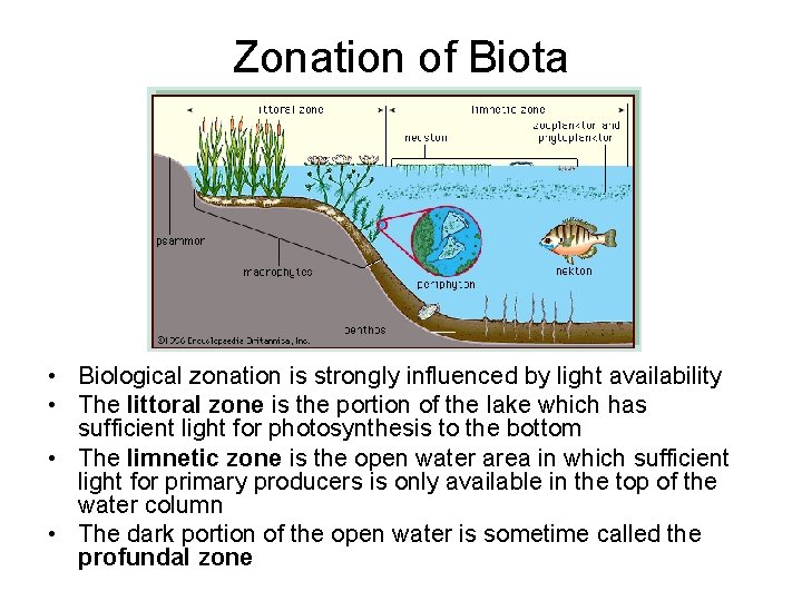 Zonation of Biota • Biological zonation is strongly influenced by light availability • The