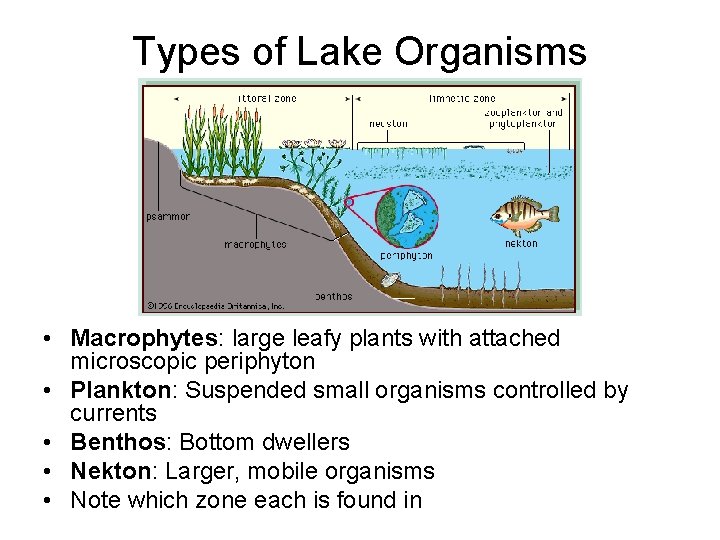 Types of Lake Organisms • Macrophytes: large leafy plants with attached microscopic periphyton •