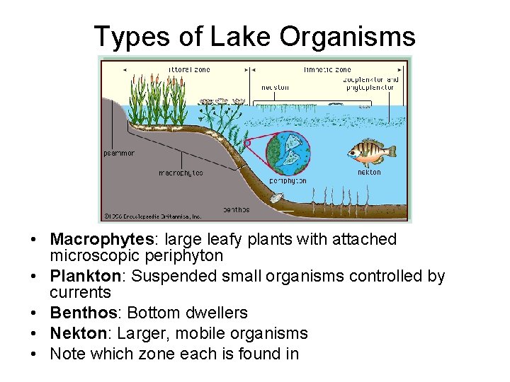 Types of Lake Organisms • Macrophytes: large leafy plants with attached microscopic periphyton •