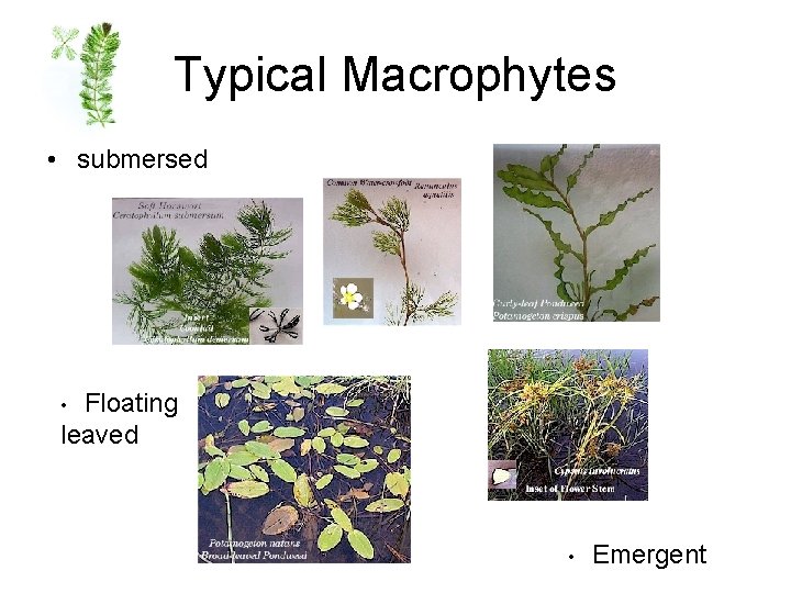 Typical Macrophytes • submersed Floating leaved • • Emergent 