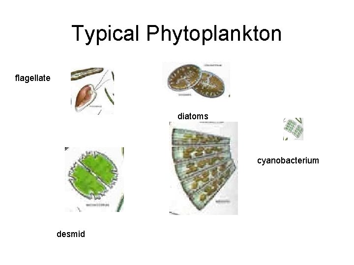 Typical Phytoplankton flagellate diatoms cyanobacterium desmid 