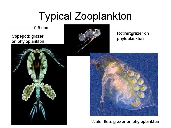 Typical Zooplankton ---------- 0. 5 mm Copepod: grazer on phytoplankton Rotifer: grazer on phytoplankton