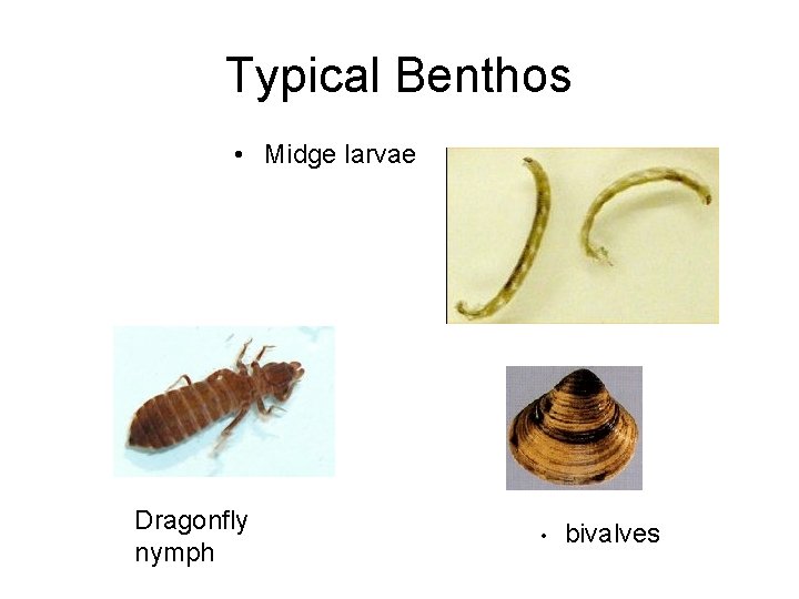 Typical Benthos • Midge larvae Dragonfly nymph • bivalves 