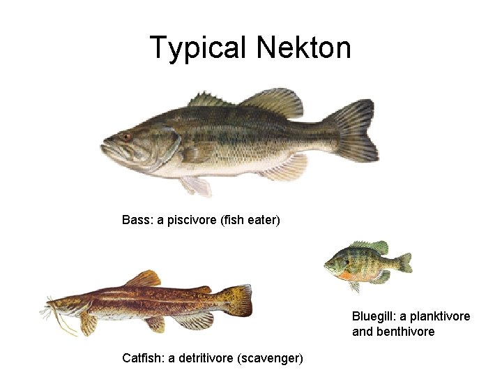 Typical Nekton Bass: a piscivore (fish eater) Bluegill: a planktivore and benthivore Catfish: a