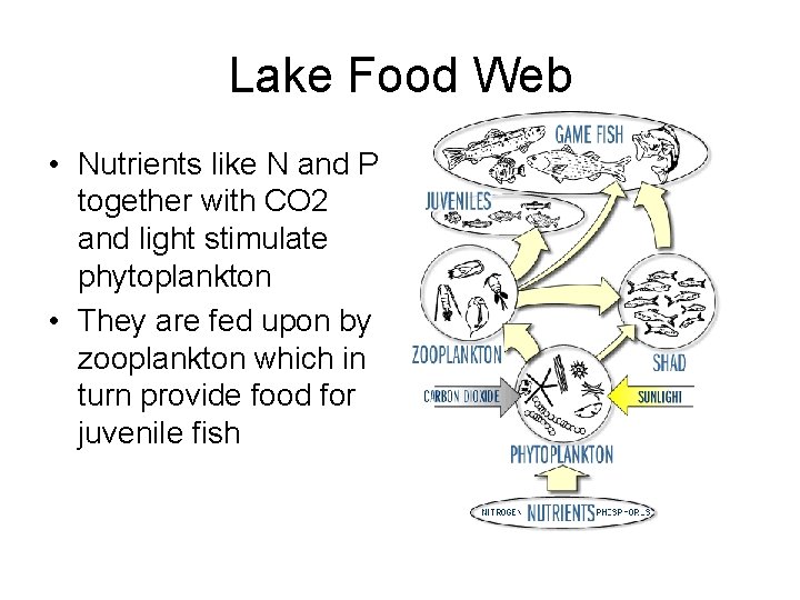 Lake Food Web • Nutrients like N and P together with CO 2 and