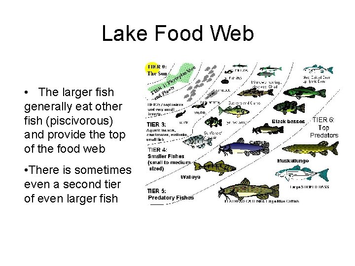 Lake Food Web • The larger fish generally eat other fish (piscivorous) and provide
