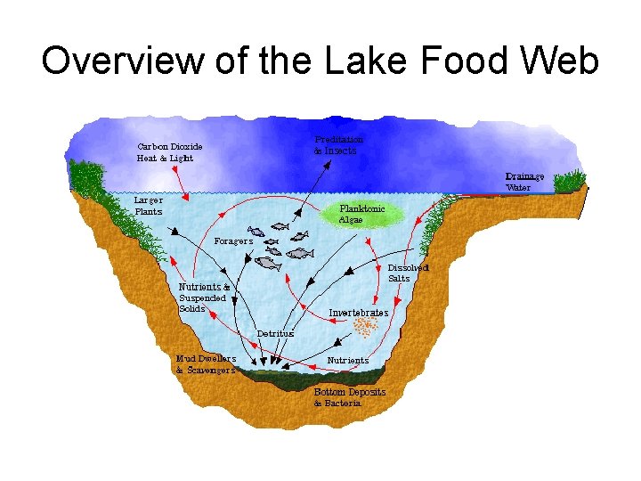 Overview of the Lake Food Web 