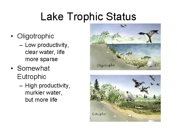 Lake Trophic Status • Oligotrophic – Low productivity, clear water, life more sparse •