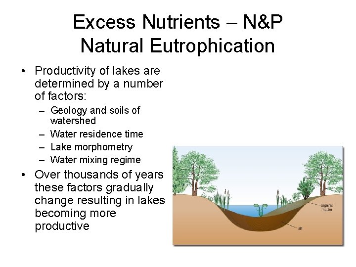 Excess Nutrients – N&P Natural Eutrophication • Productivity of lakes are determined by a