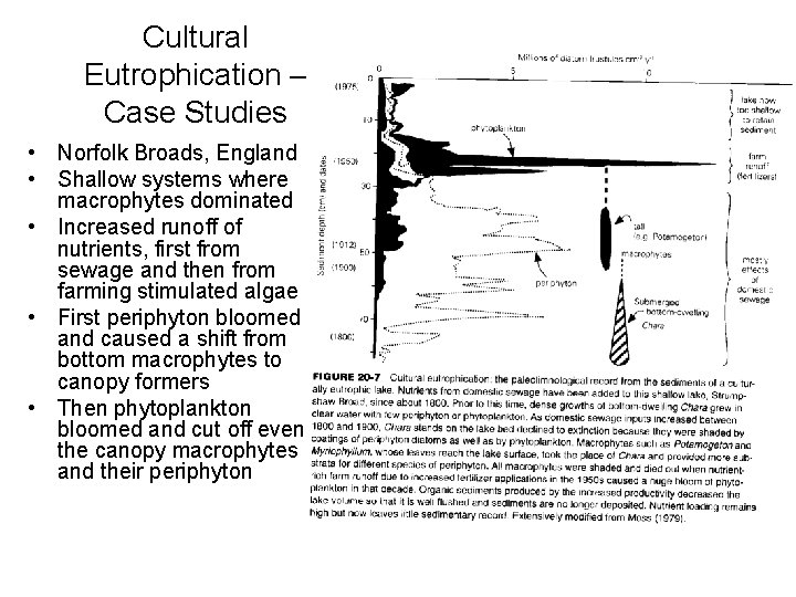 Cultural Eutrophication – Case Studies • Norfolk Broads, England • Shallow systems where macrophytes