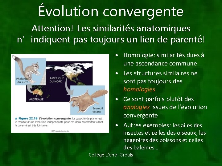 Évolution convergente Attention! Les similarités anatomiques n’indiquent pas toujours un lien de parenté! •