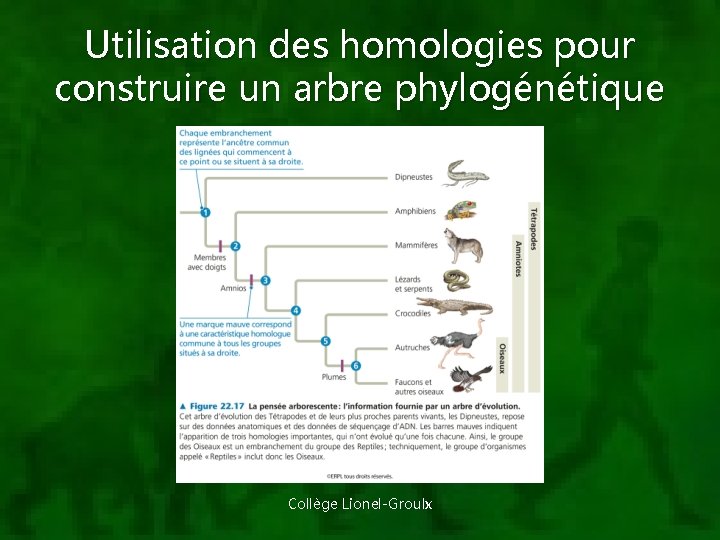 Utilisation des homologies pour construire un arbre phylogénétique Collège Lionel-Groulx 