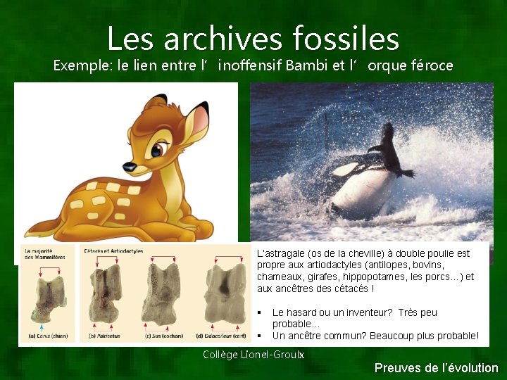Les archives fossiles Exemple: le lien entre l’inoffensif Bambi et l’orque féroce L’astragale (os