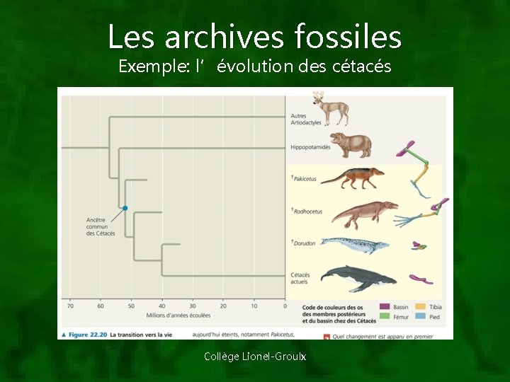 Les archives fossiles Exemple: l’évolution des cétacés Collège Lionel-Groulx 