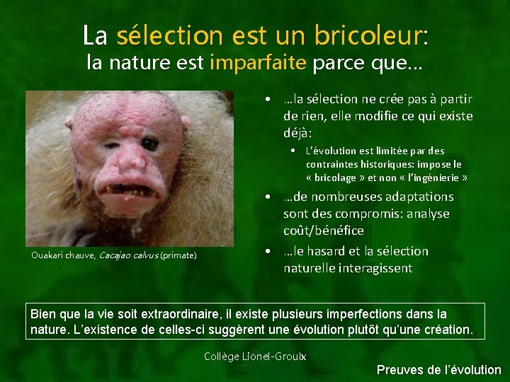 La sélection est un bricoleur: la nature est imparfaite parce que… • …la sélection