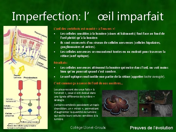 Imperfection: l’œil imparfait L’œil des vertébrés est monté « à l’envers » ! •